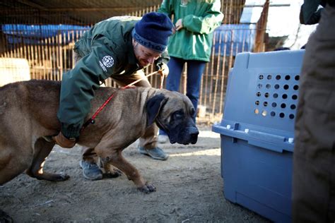 Zampe Corea Del Sud Consumo Di Carne Di Cane Vietato Entro Fine Anno