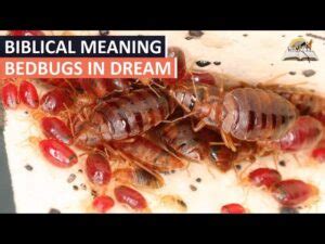 The Spiritual Meaning Of Bed Bugs Insights And Interpretations