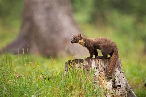 Watch: European pine marten filmed in Romanian forest | Romania Insider