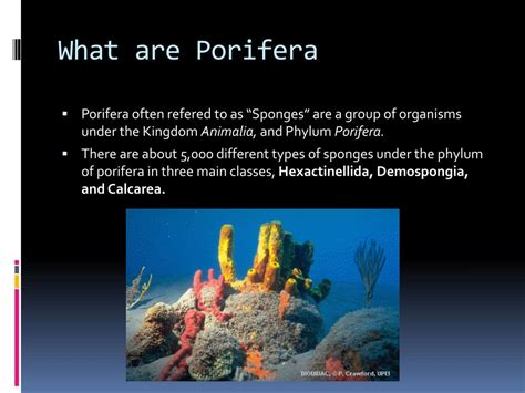 Ppt Porifera Powerpoint Presentation Free Download Id4060725