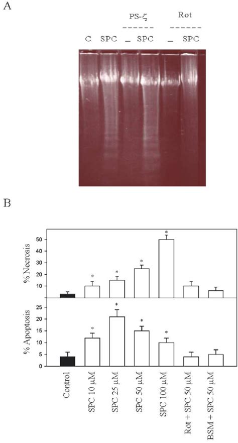 Effect Of Spc On Cell Apoptosis In Neuro 2a Cells A Cells Were