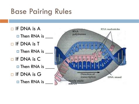 Ppt Dna Protein Synthesis And Gene Expression Powerpoint Presentation Id 3696454