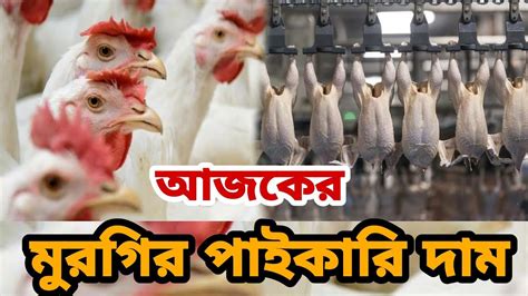 ৬ ডিসেম্বর ২০২২ 🐓 আজকের ব্রয়লার ও সোনালী কক মুরগির পাইকারি দাম। Ajker