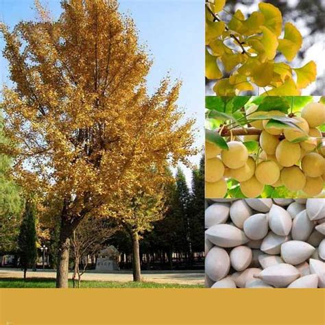 Propiedades Y Cuidado Del Árbol Milenario Ginkgo Biloba