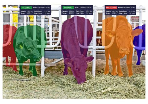 Cattle Ist For The Future Plainsight Revolutionizes Livestock