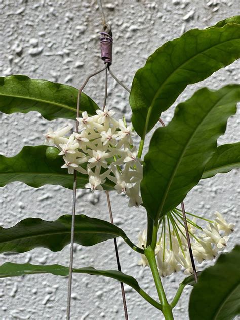 Hoya Lockii Furniture Home Living Gardening Plants Seeds On