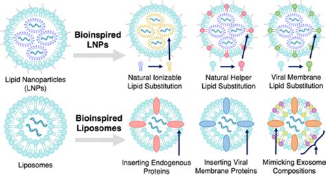 Bioinspired Lipid Nanocarriers For RNA Delivery ACS Bio Med Chem Au