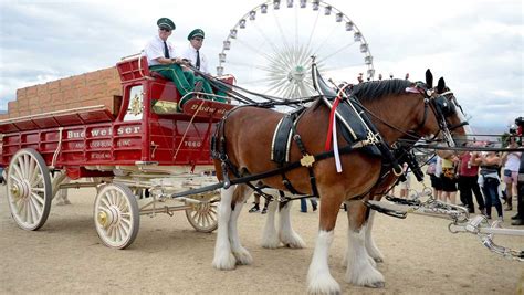 Budweiser stops cutting off the tails of its famous Clydesdale horses