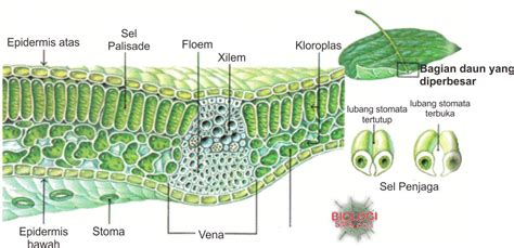 Organ Organ Tumbuhan Dunia Biologi