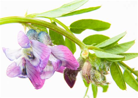 Wickenarten Entdecken Vielfalt Bedeutung F R Den Garten