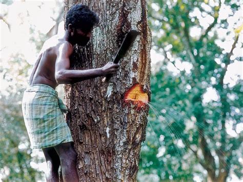 The Tree That Gives Water: Terminalia Tomentosa - Rains in Summer