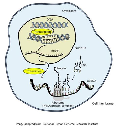 DNA, RNA, Protein - Pedersen Science