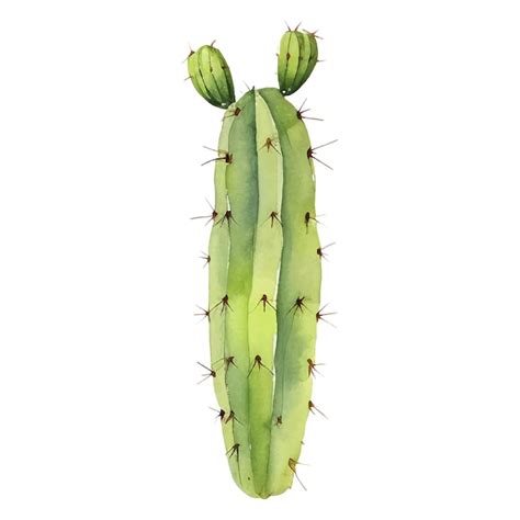 Ilustraci N En Acuarela De Cactus Elementos Impresos De Suculentas Y