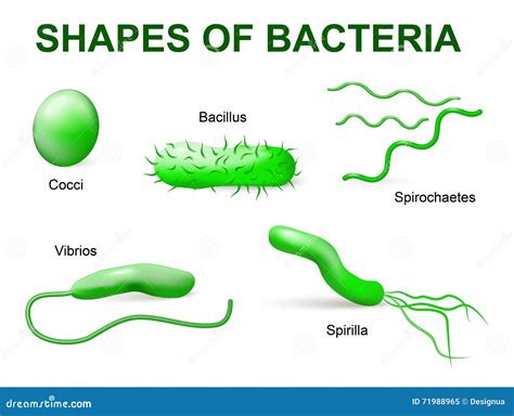 Tipos De Bacterias Morfol Gico B Sico Ilustraci N Del Vector Imagen