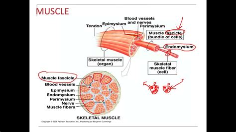 Endomysium Of Skeletal Muscle