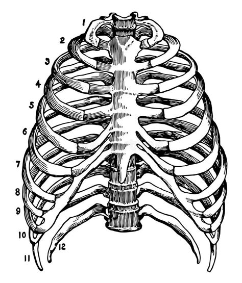 Szkielet Ilustracji Torax Vintage Ilustracja Wektor Ilustracja