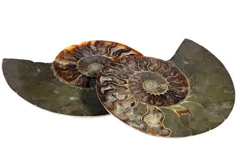 Ammonite Madagascar Ancient Mollusk Fossils Isolated On White Stock