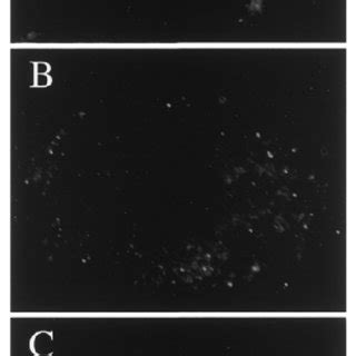 Effect Of Nh Cl And Bafilomycin A Treatment On Nagt I Localization