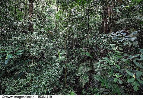 Vegetation In Tropical Rainforest Vegetation In Tropical Rainforest