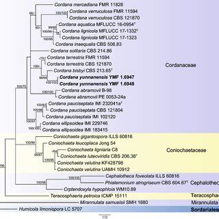 Phylogenetic Tree Derived From Bayesian Analysis And Maximum Likelihood