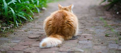 How to manage your cat's weight? – Bondi Vet