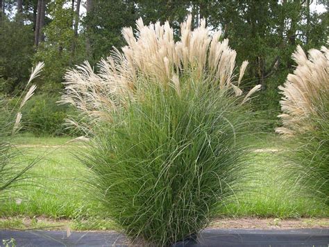 Grass Miscanthus Sinensis ‘gracillimus Liners Eulalia Grass Moonshine Designs Nursery