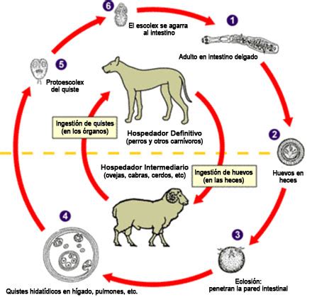 Par Sitos Internos En Perros Tenias O Cestodos