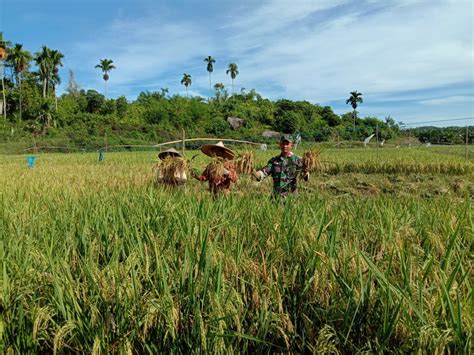 Sertu Parwoto Bantu Petani Panen Padi