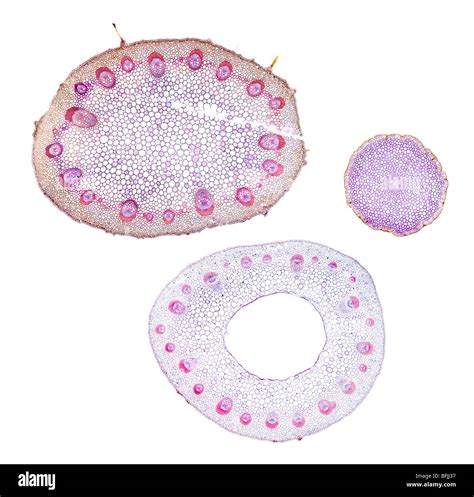 Histologie Stockfotos Und Bilder Kaufen Alamy