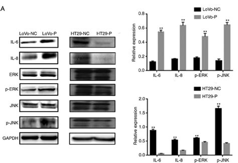 IL8 Antibody Affinity Biosciences LTD 亲科生物官网