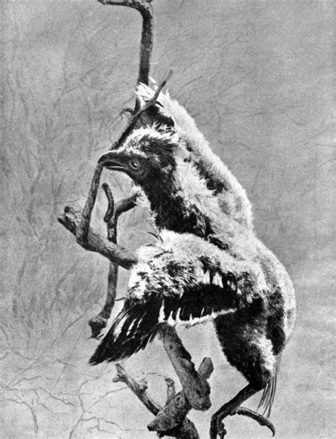 Ficheiro:Hoatzin chick.jpg – Wikipédia, a enciclopédia livre