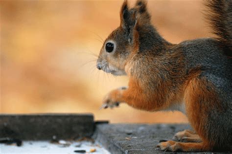 Squirrel Photo By Newbeginnings Image On Favim