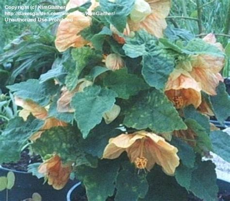 Plantfiles Pictures Abutilon Flowering Maple Bella Select Mix