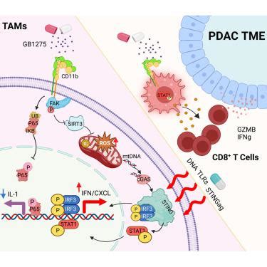 Context Dependent Activation Of Sting Interferon Signaling By Cd B