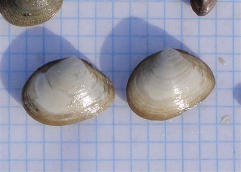 Bent Nosed Clam Macoma Nasuta