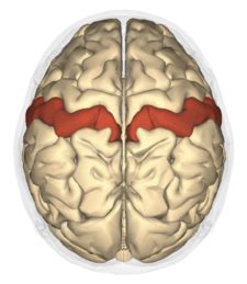 The Somatosensory System Boundless Anatomy And Physiology