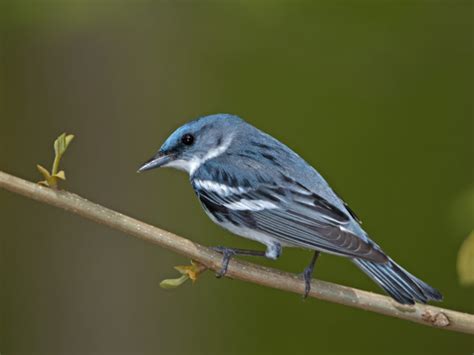 23 Warbler Species On Texas Migration Tour The Naturalist Journeys Blog