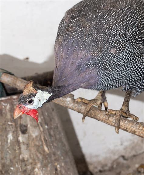 Portrait of Guinea Fowl on the Farm Stock Photo - Image of domestic ...