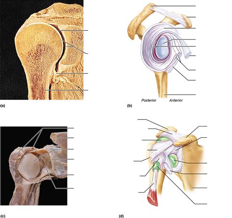 Glenohumeral Joint Diagram Quizlet