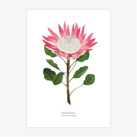 King Protea A4 Print Handmade Nottingham