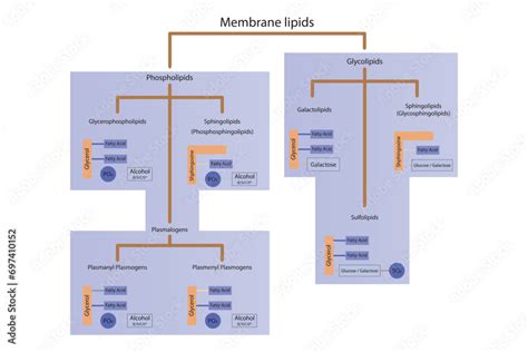 Diagram Showing Classification Of Lipids Storage Lipids Membrane