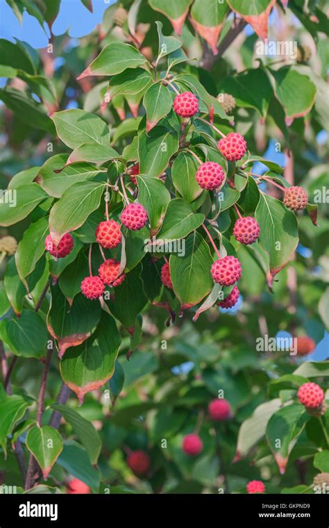 Kousa Dogwood Hi Res Stock Photography And Images Alamy