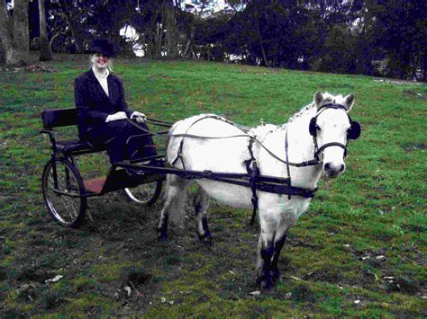 Shetland Pony Cart for sale in UK | 60 used Shetland Pony Carts