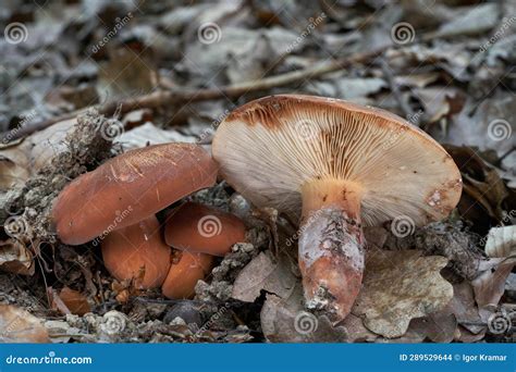 Edible Mushroom Lactifluus Volemus In The Leaves Stock Photo Image