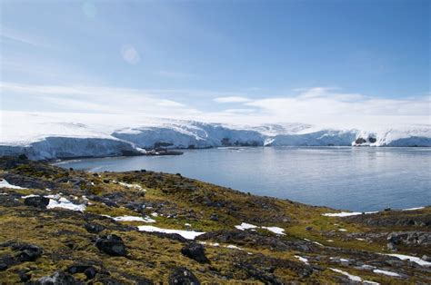 Invasive Species Set To Exploit Climate Change In Antarctica