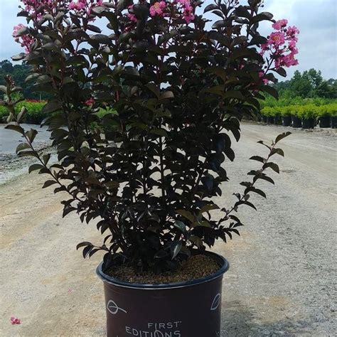 Lagerstroemia Coral Magic First Editions® Coral Magic Crape Myrtle