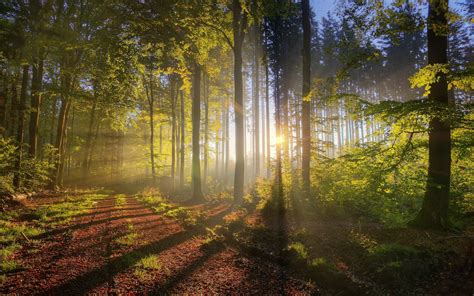 Forest Sunlight Wallpapers Wallpaper Cave