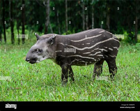 Amazonía menores tapir Tapirus terrestris el Tapir familia