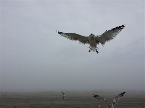 Free Images Sea Water Nature Ocean Wing Fog Mist Seabird