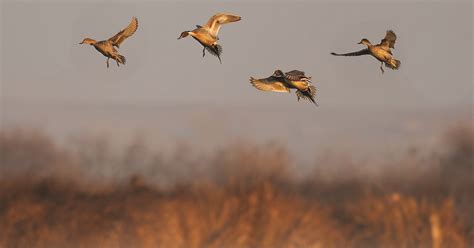 Reminder about important changes to waterfowl seasons in the Panhandle | Idaho Fish and Game